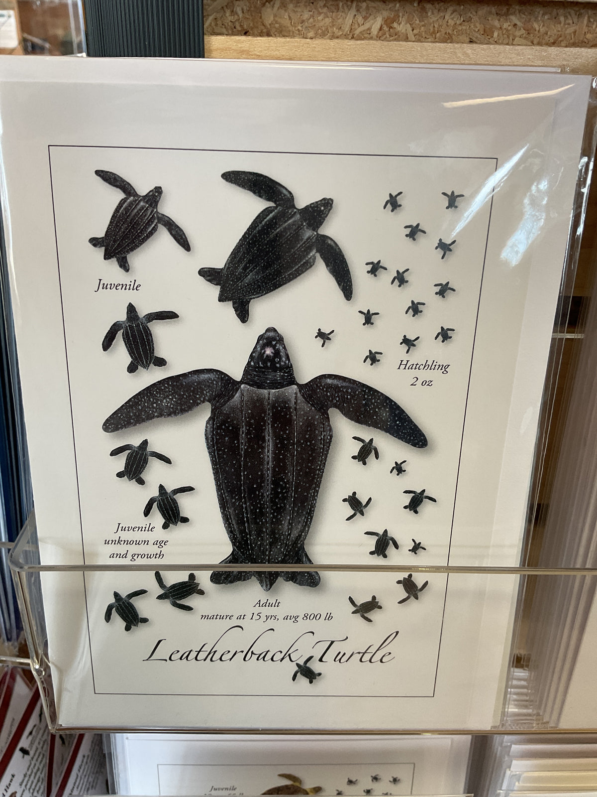 Leatherback Turtle Note Cards
