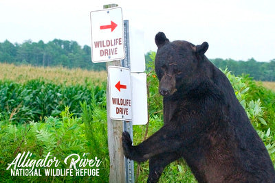 Alligator River NWR Bear at Wildlife Drive Postcard