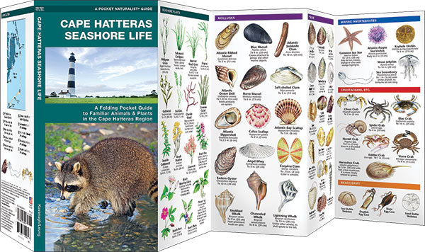 Cape Hatteras Seashore Life Pocket Guide