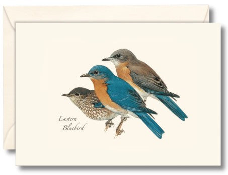 Eastern Bluebird Note Cards