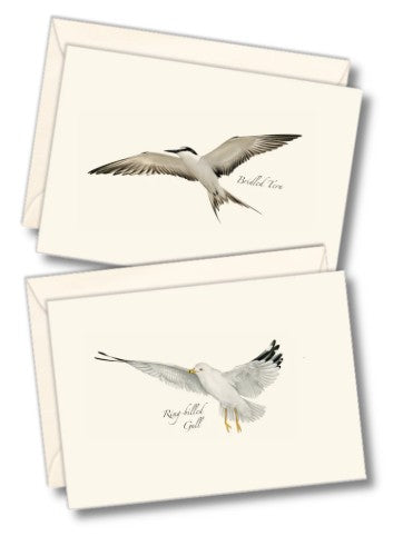 Gull & Tern Assortment Note Cards