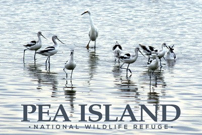 Pea Island NWR Egrets & Avocets Postcards