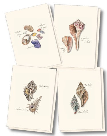 Sea Shell Assortment Note Card