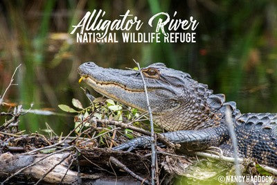 Alligator River NWR Postcards