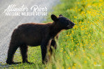 Alligator River Bear Sniffing Flowers Magnet