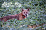 Alligator River Red Wolf in Bean Field Magnet