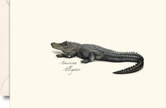 American Alligator Note Cards