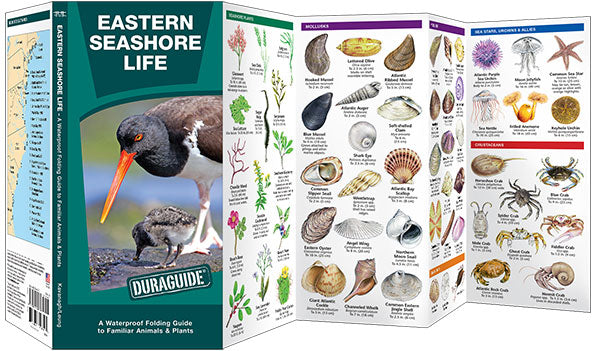Eastern Seashore Life Pocket Guide