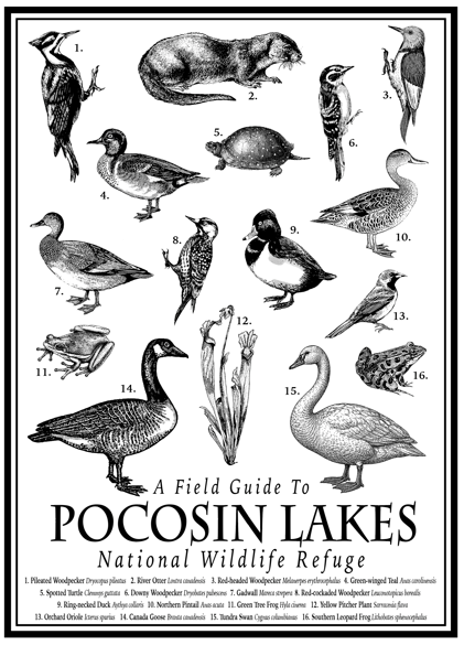 Pocosin Lakes NWR Field Guide T-Shirt