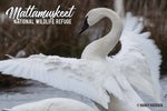 Mattamuskeet Swan Magnet