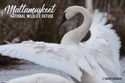 Mattamuskeet Swan Magnet