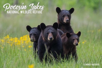 Pocosin Lakes NWR Bear Family in Field Postcard