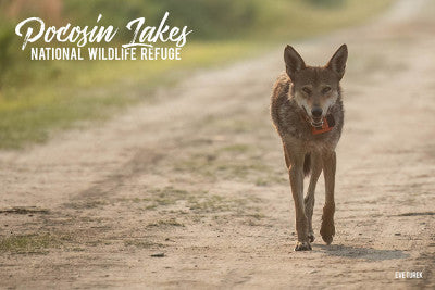 Pocosin Lakes NWR Male Red Wolf Postcard