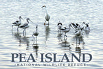 Pea Island Magnet Avocet in Water
