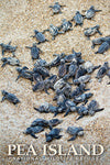 Pea Island Magnet with Baby Turtles