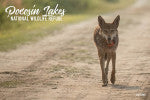 Pocosin Red Wolf on Road Magnet
