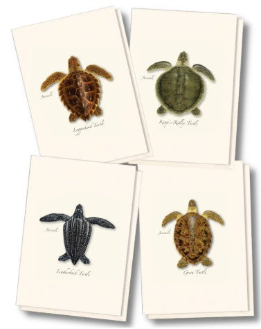 Sea Turtle Hatchling Asst Note Card