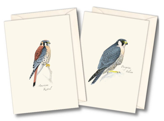 Sibley Raptor Assortment Note Card