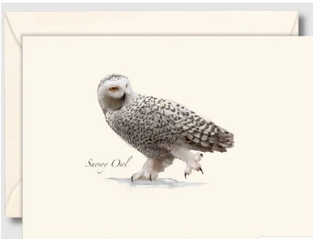 Snowy Owl Note Cards
