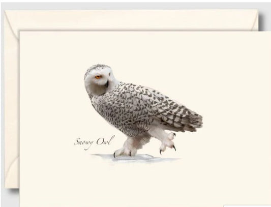 Snowy Owl Note Cards