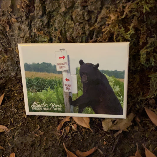 Wildlife Drive Bear Magnet