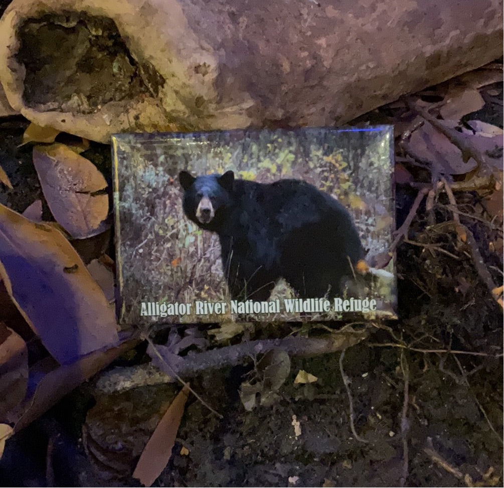 Alligator River Black Bear Magnet