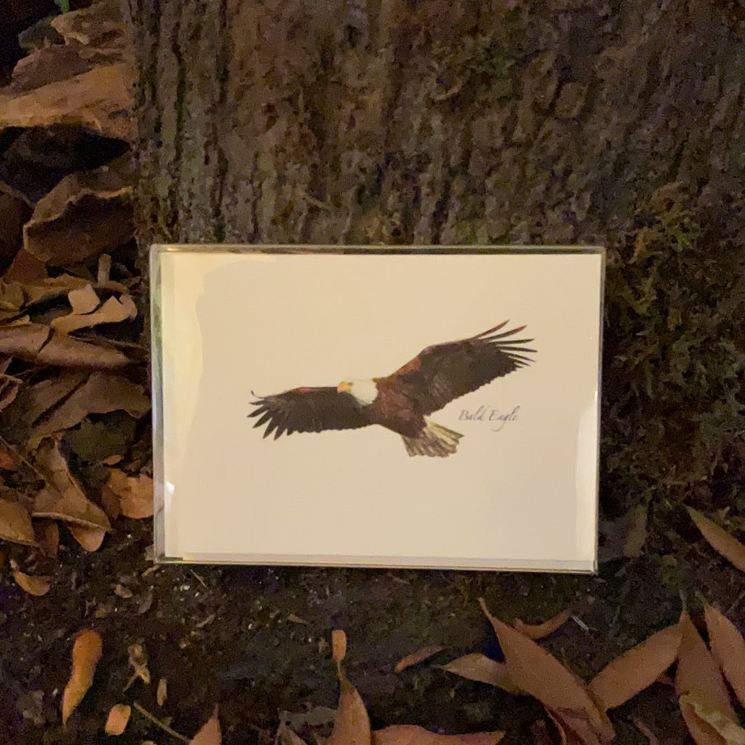 Bald Eagle note card